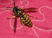 guêpe imitateur