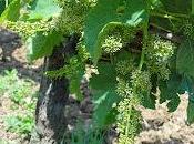 premières fleurs vigne Mirebeau