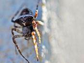 épeire avec belles épaulettes...