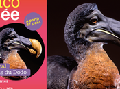 édition Musicomusée Amis Dodo