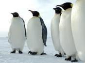bonnes raisons d’être pingouin