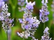 Bouturer lavande