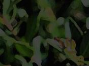 ABGOHARD Garden Full [Snakes Pt.II] Alvie TheSkywalker