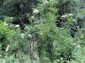 Sambucus nigra 'Monstrosa'