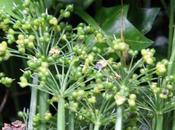 Allium ursinum, fruits