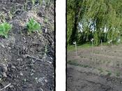 pommes terre motte, juin 2012