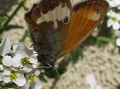 Deux Nymphalidés Coenonympha arcania Erebia medusa