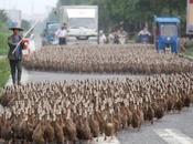 5000 canards milieu circulation (Chine)