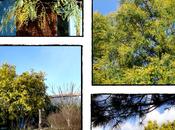 destin mimosa, juin 2012