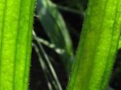 plantain lancéolé (Plantago lanceolata)