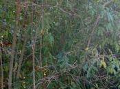 Ligustrum chenaultii