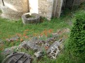 coquelicots d’Argenteuil