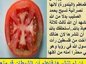 conception religieuse tomate