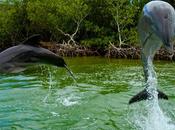 Cuba: dauphins flamants roses (mais plastique!!)