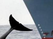 Corée veut harponner baleines pour science