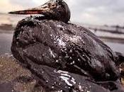 Catastrophe pétrolière Golf Mexique