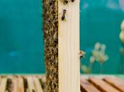 Voie navigables France protège abeilles