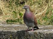 oiseaux basse-cour passage"...