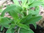 Bouture d'oeillet réussie