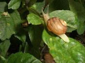 hélice hélas caracole dans buisson