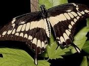 Changement climatique: papillon exotique arrive Quebec