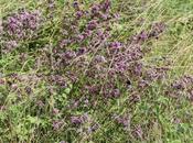 Origanum vulgare
