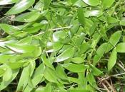 Ruscus hypoglossum, autre fragon