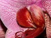 Orchidées macro-photos