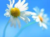 fond d’écran défaut Windows révélé