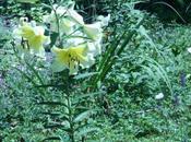 lys, escargots criocères