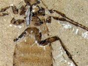 Découverte d’un fossile complet insecte vieux millions d’années