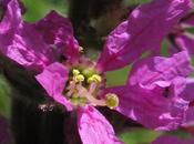 bord l’eau Salicaire, Lysimaque Épilobe hirsute