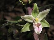 Epipactis purpurata, plus tardive Épipactis lorraines