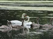 Promenade famille