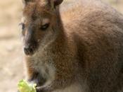 Wallaby