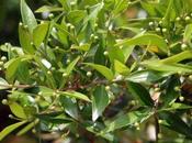 Myrtus communis