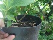 C'est moment bouturer l'hortensia