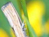 mite commune dans pelouses prairies...