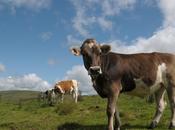 photographies autour vache, d'une vache petshop d'un taureau