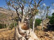 Instant paradisiaque Yemen archipel Socotra