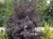 Black Lace, remontée