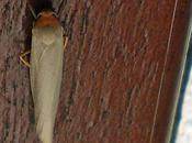 chenille nourrit d'algues lichens...