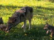 Qu’on laisse loups tranquille