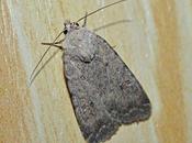 Noctuelle attirée toits chaume jachères