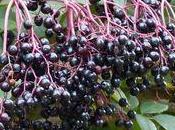 Chronique d'un automne annoncé