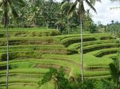 Rices terraces near Ubud, Bali, Indonesia centre l’île...