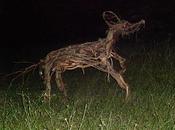 Loup peint, chien sauvage...