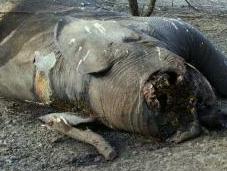 Éléphants danger pays africains tirent sonnette d'alarme