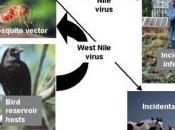 WEST NILE: Faut-il avoir peur virus occidental? CDC-ECDC