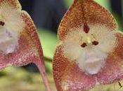 Connaissez-vous l'Orchidée singe Dracula Simia